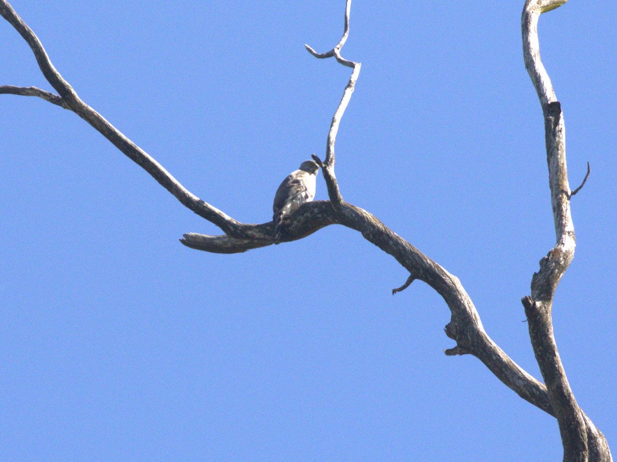 Crested Goshawk - ML624350669