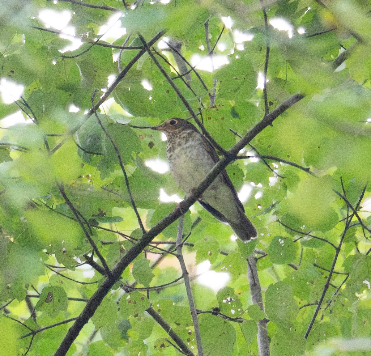 Swainson's Thrush - Kevin Gong