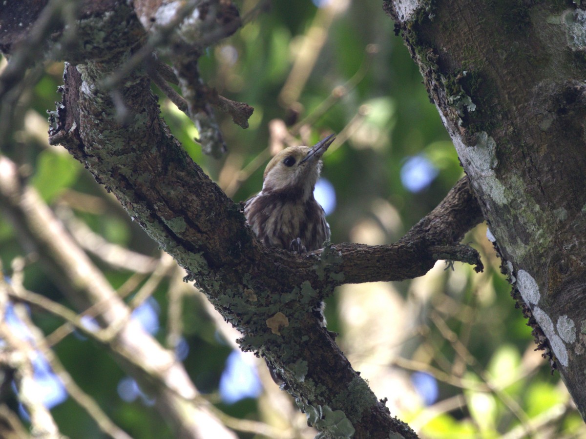 Yellow-crowned Woodpecker - ML624350802