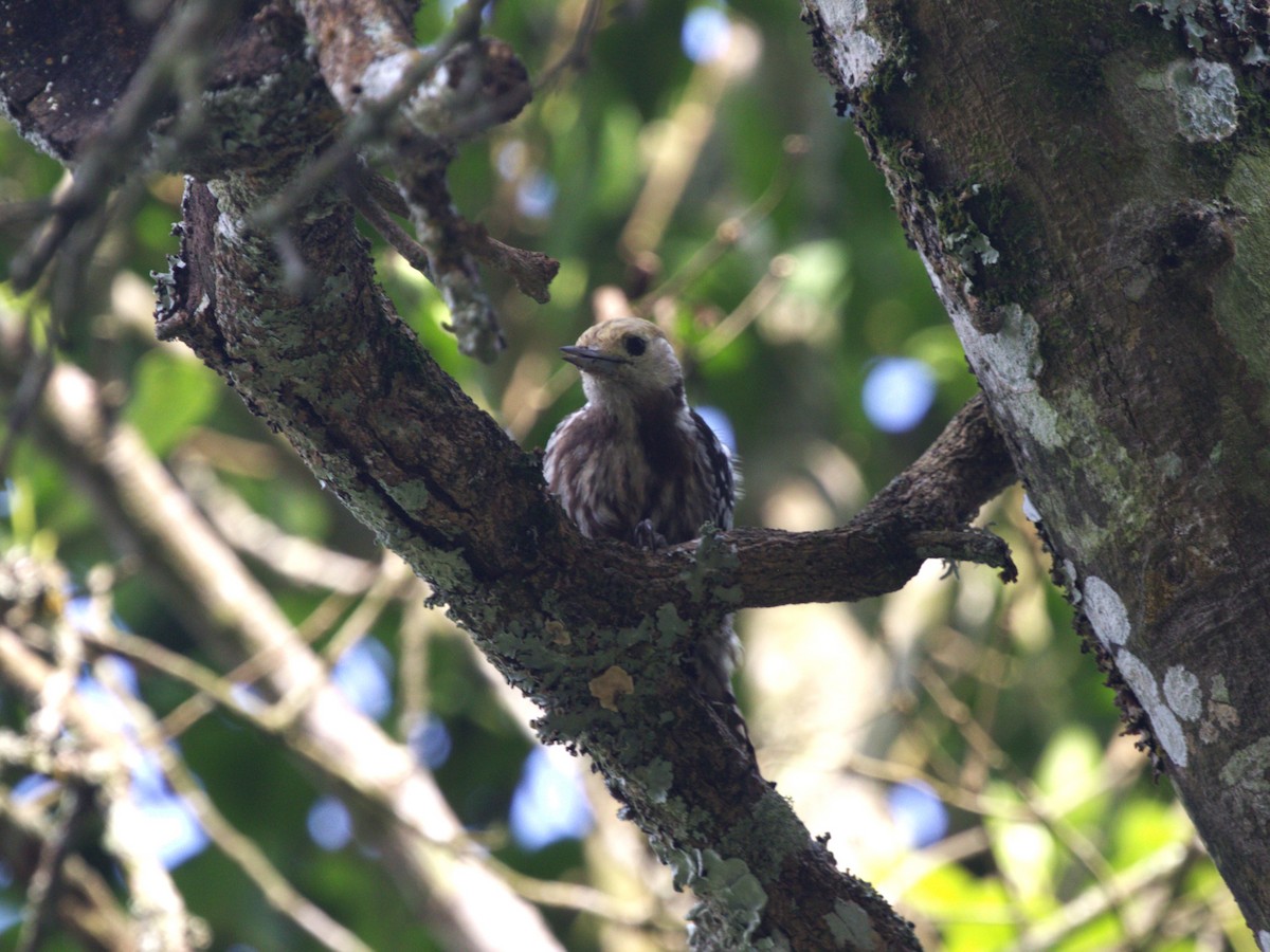 Yellow-crowned Woodpecker - ML624350803