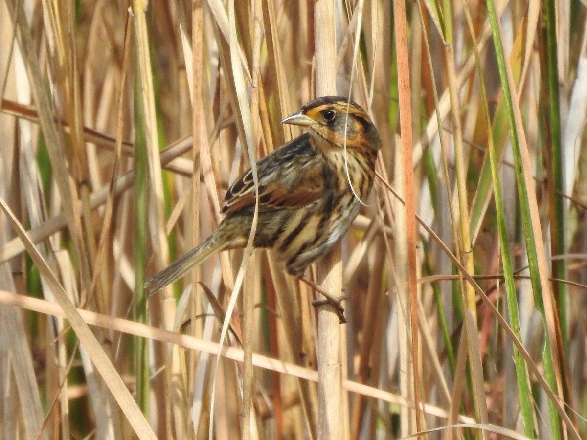 Saltmarsh Sparrow - ML624350910