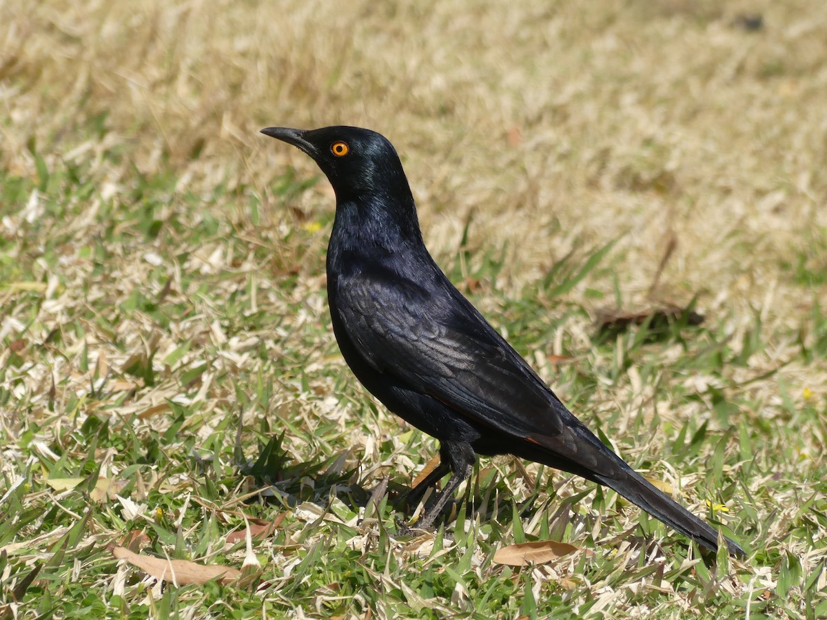 Pale-winged Starling - ML624350918