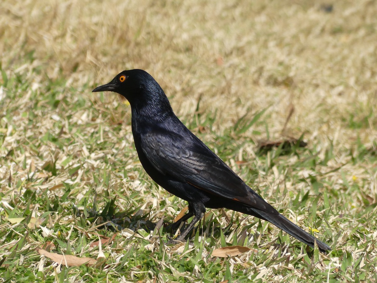 Pale-winged Starling - ML624350919