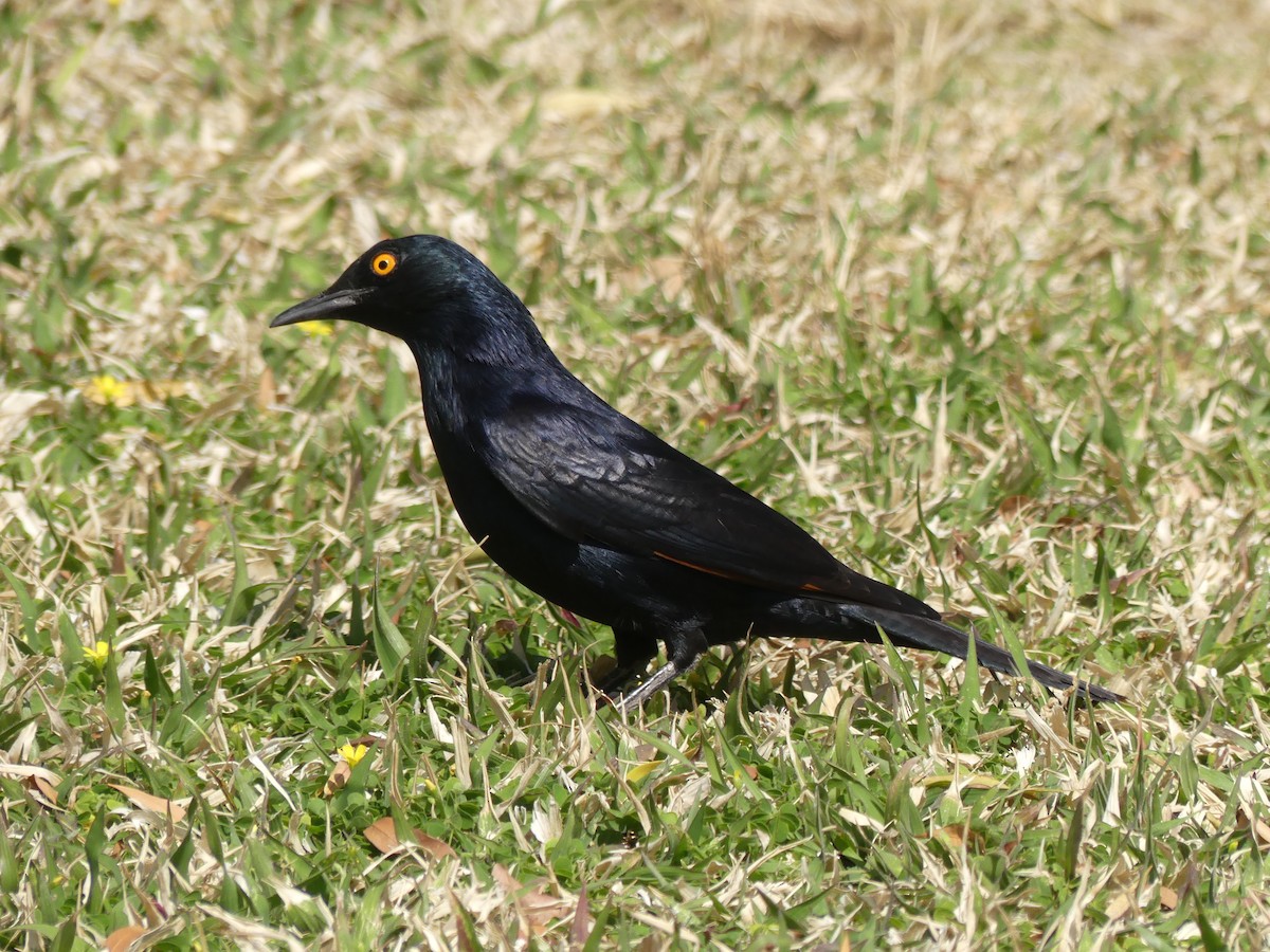 Pale-winged Starling - ML624350920