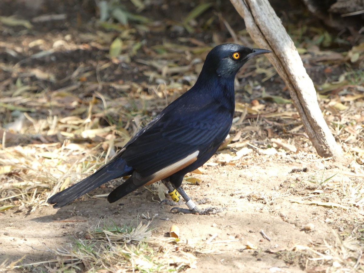 Pale-winged Starling - ML624350921