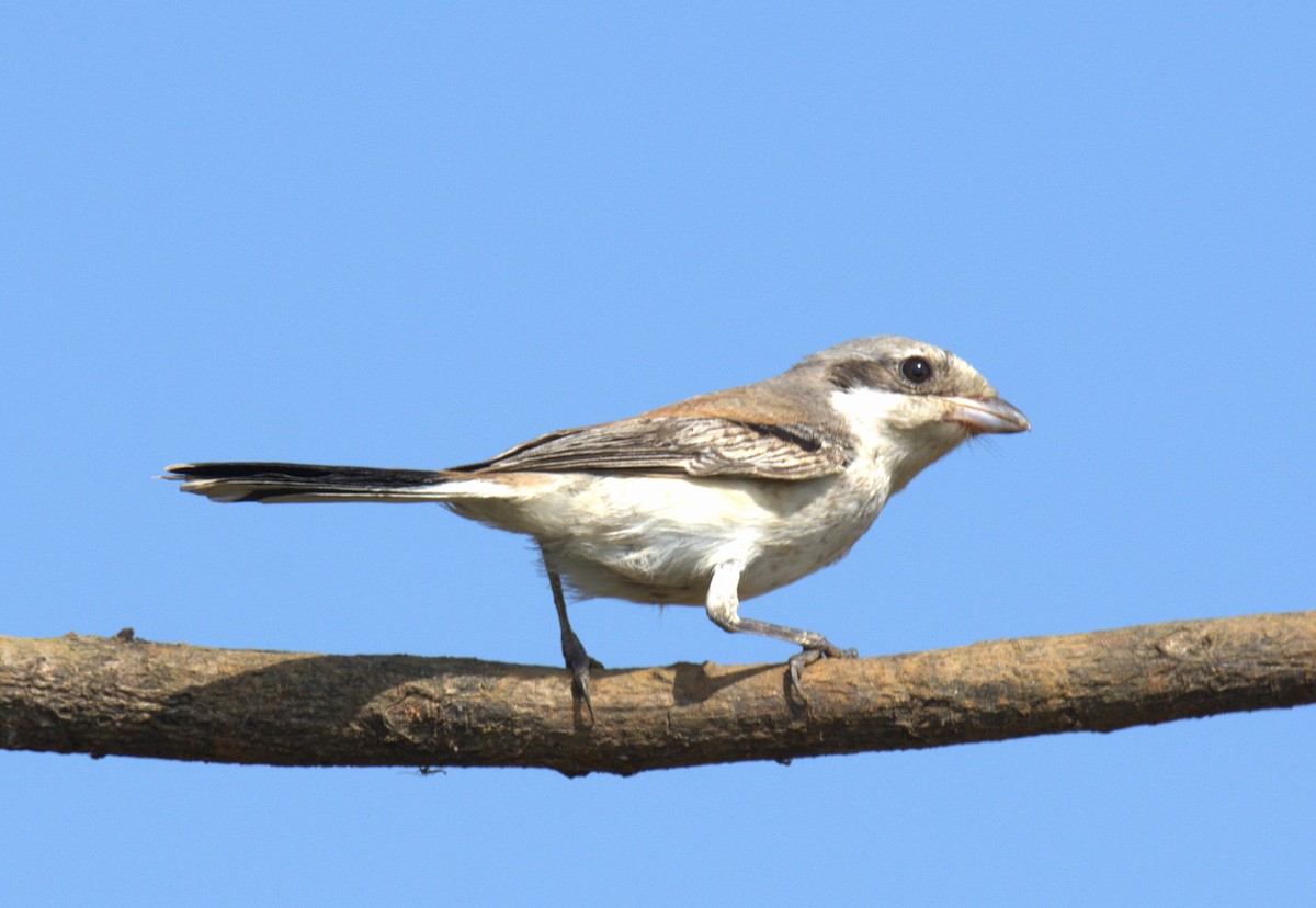 Bay-backed Shrike - ML624350967