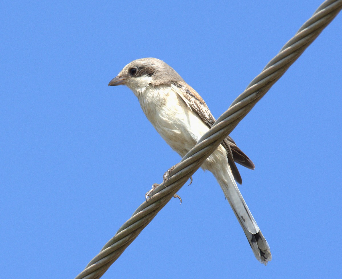 Bay-backed Shrike - ML624350968
