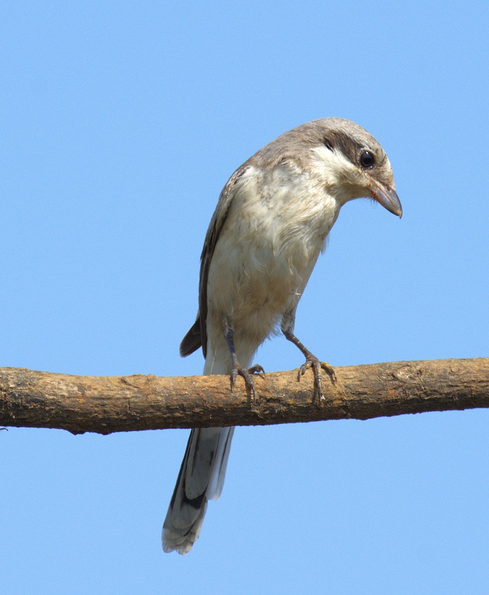 Bay-backed Shrike - ML624350969