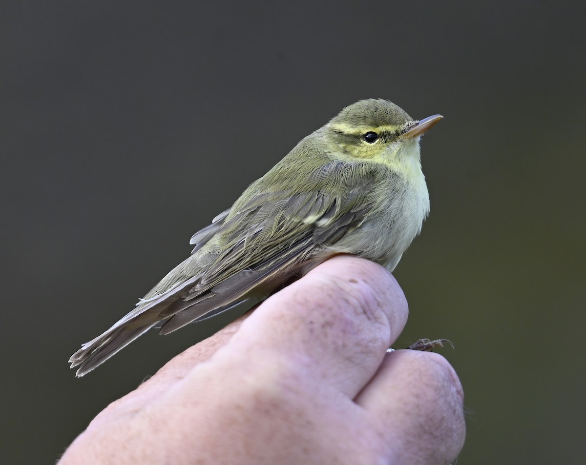 Green Warbler - Pål A. Olsvik