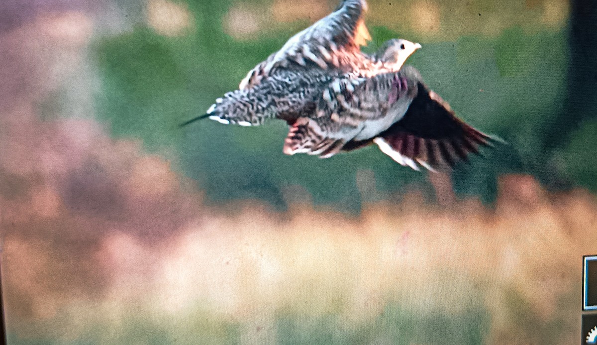 Chestnut-bellied Sandgrouse - ML624351370