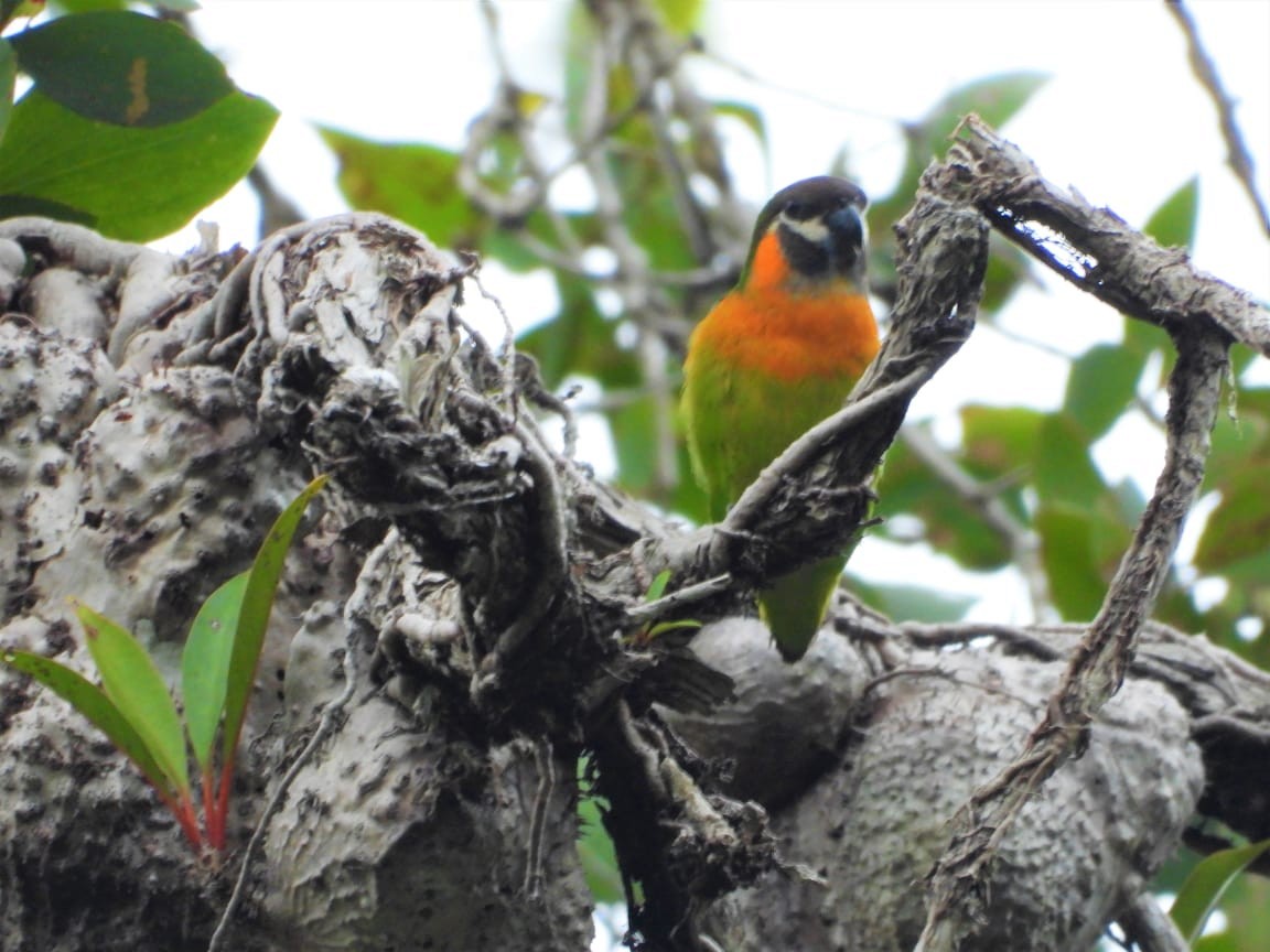 Dusky-cheeked Fig-Parrot - ML624351379