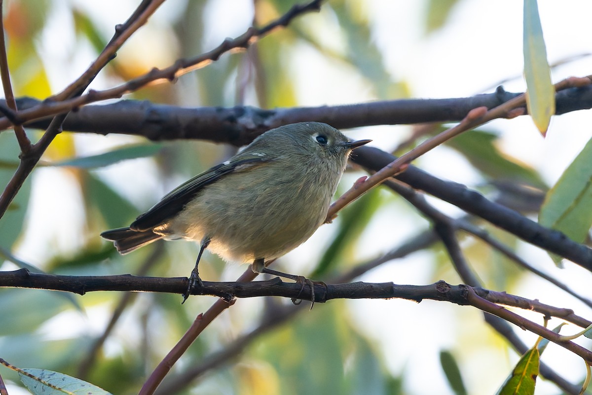 Ruby-crowned Kinglet - ML624351436