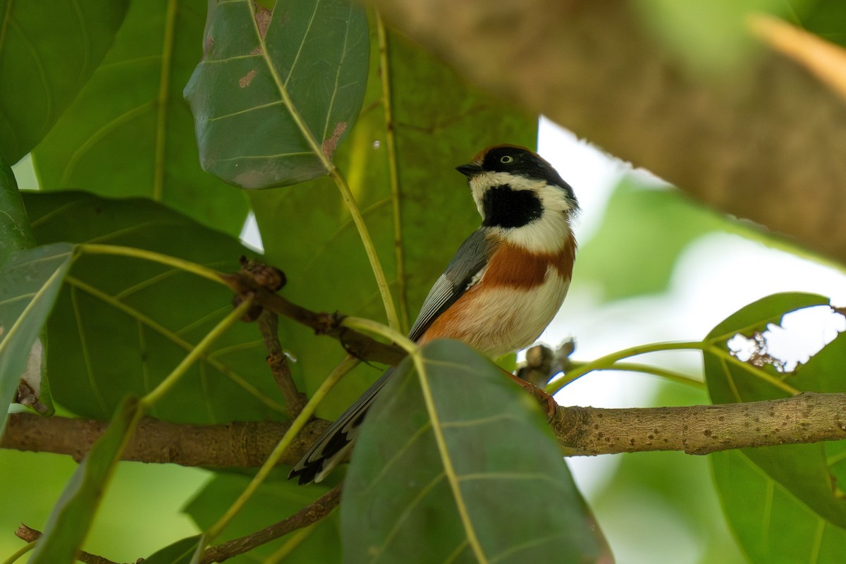 Black-throated Tit - ML624351501