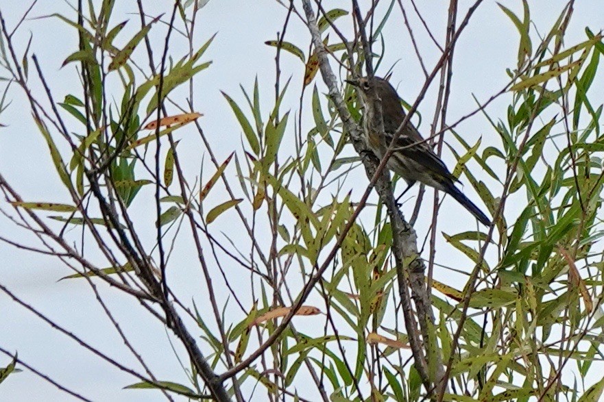 Yellow-rumped Warbler (Myrtle) - ML624351796