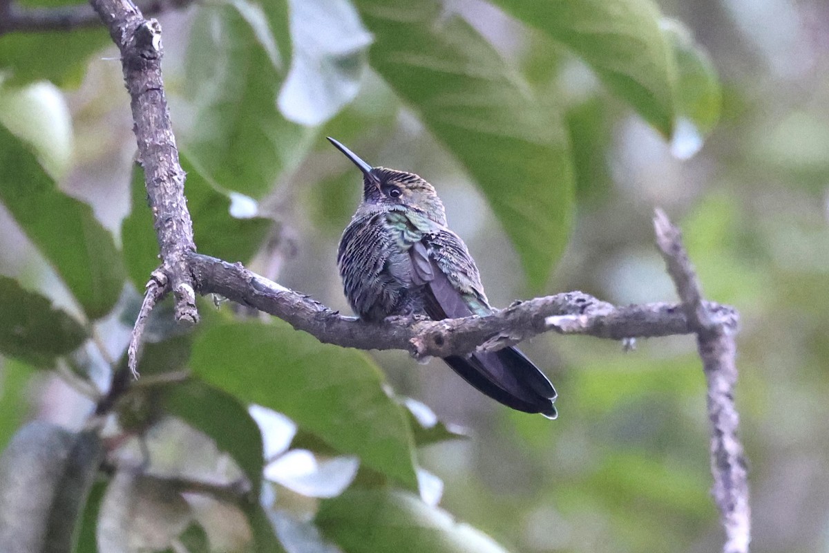 Gray-bellied Comet - ML624351910