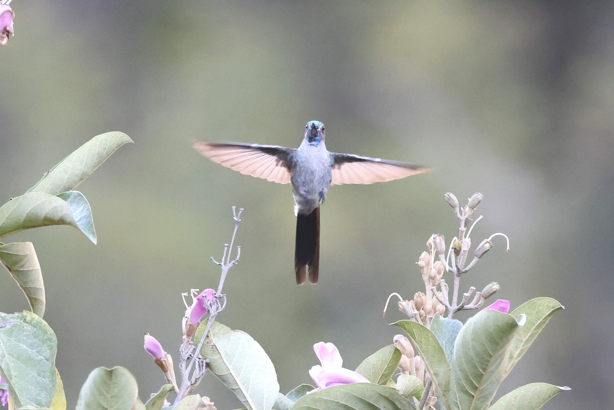 Gray-bellied Comet - ML624351913