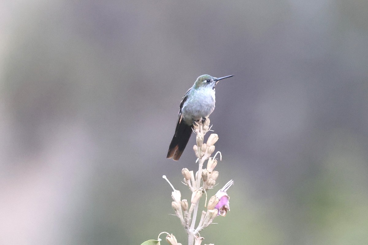 Gray-bellied Comet - ML624351915