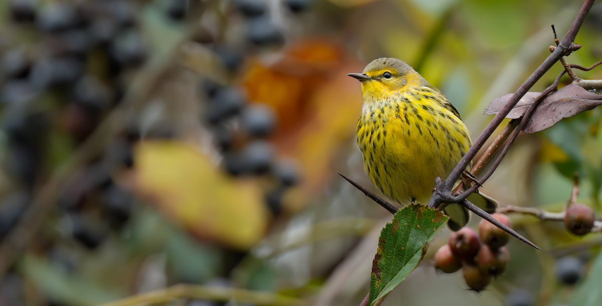 Cape May Warbler - ML624352019