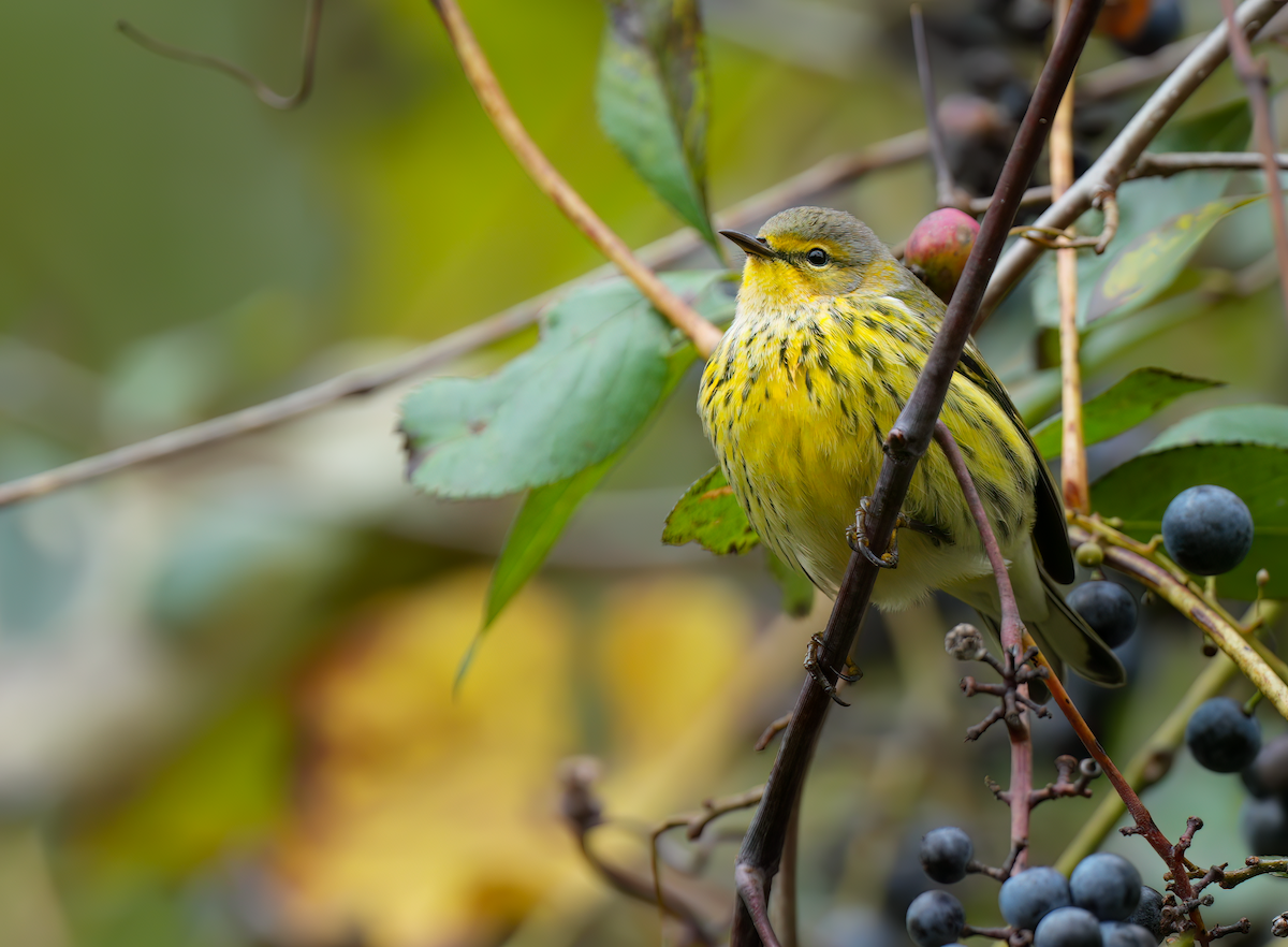 Cape May Warbler - ML624352021