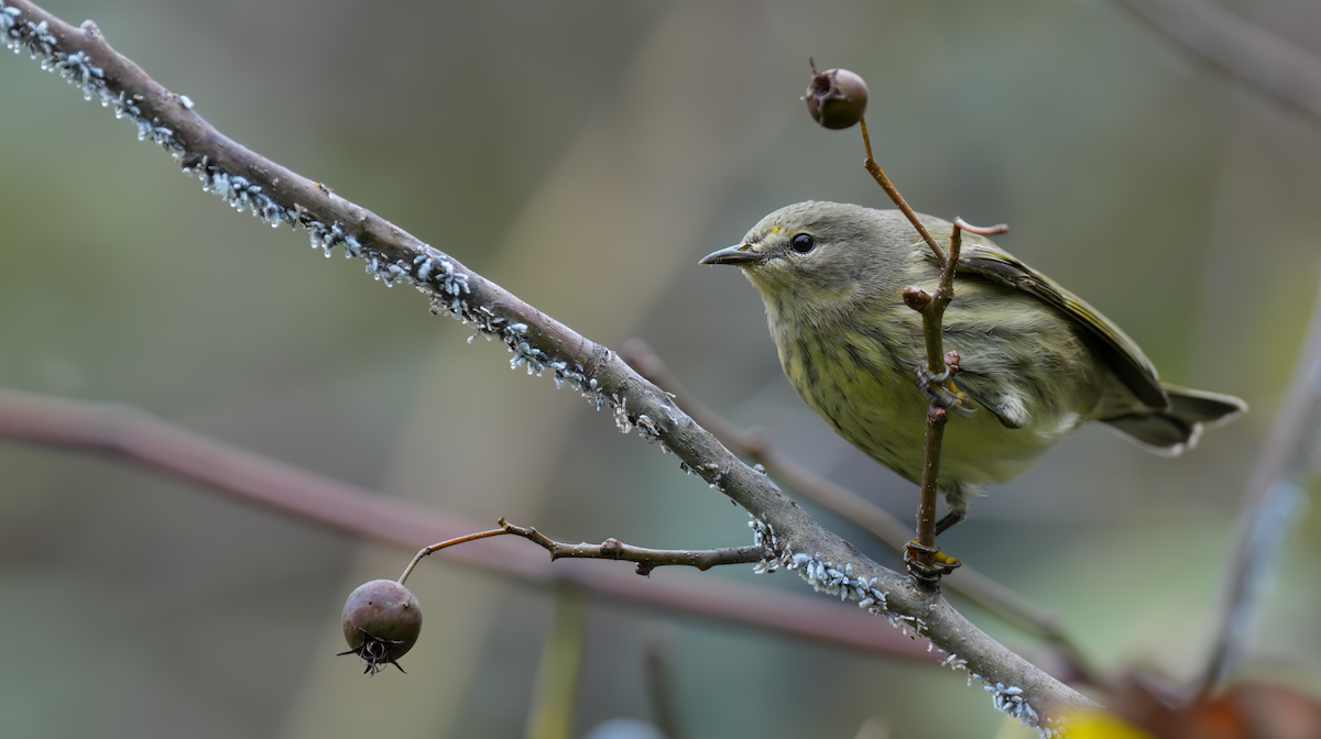 Cape May Warbler - ML624352023