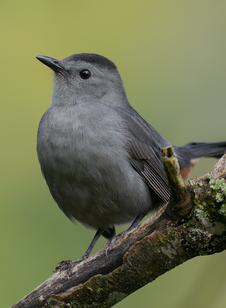 Gray Catbird - ML624352042