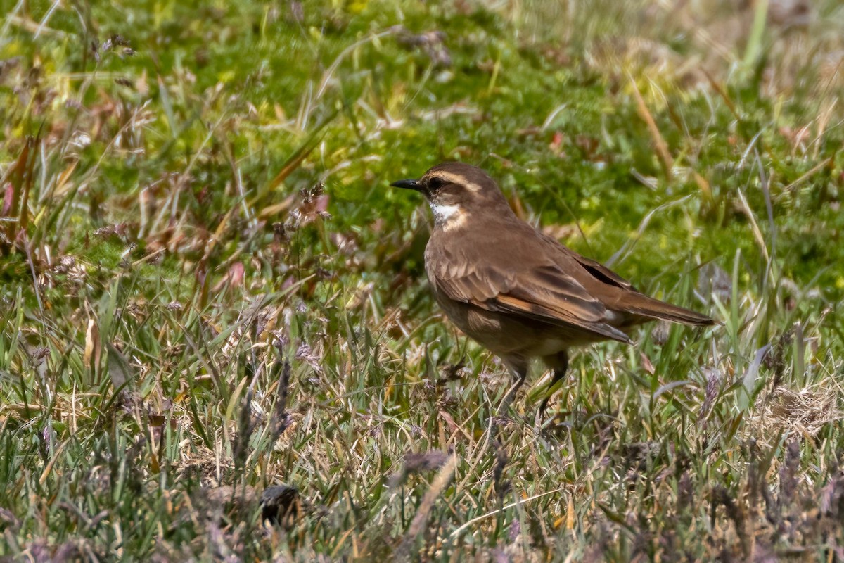 Chestnut-winged Cinclodes - Fred Hochstaedter