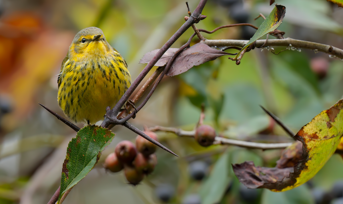 Cape May Warbler - ML624352242