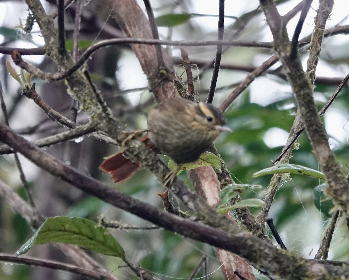 Bahia Treehunter (undescribed form) - ML624352243