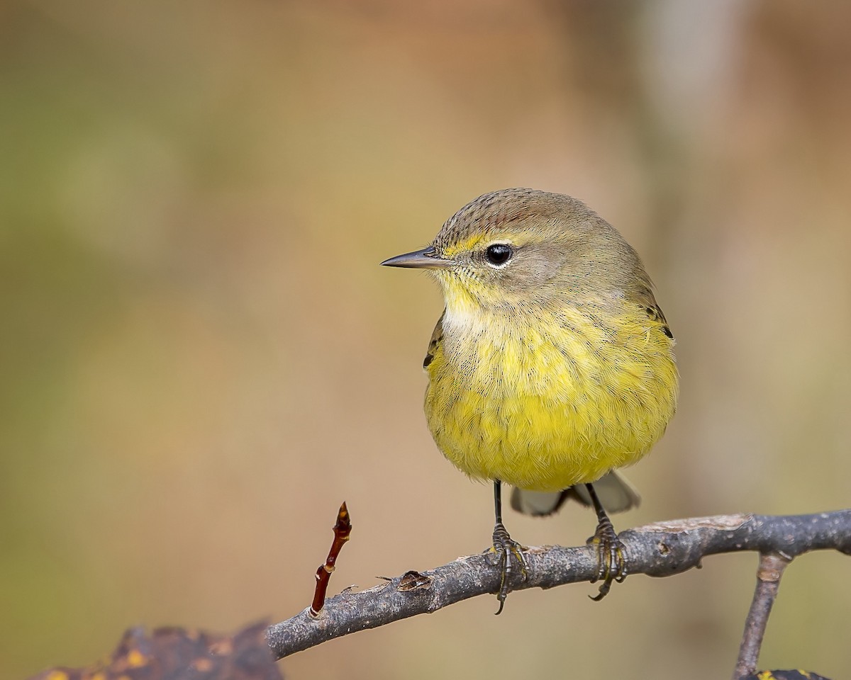 Palm Warbler - Alan Phipps