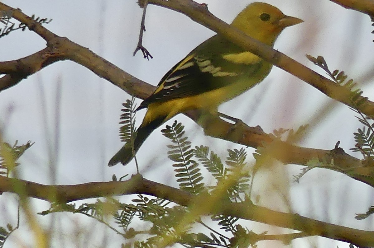 Western Tanager - ML624352749