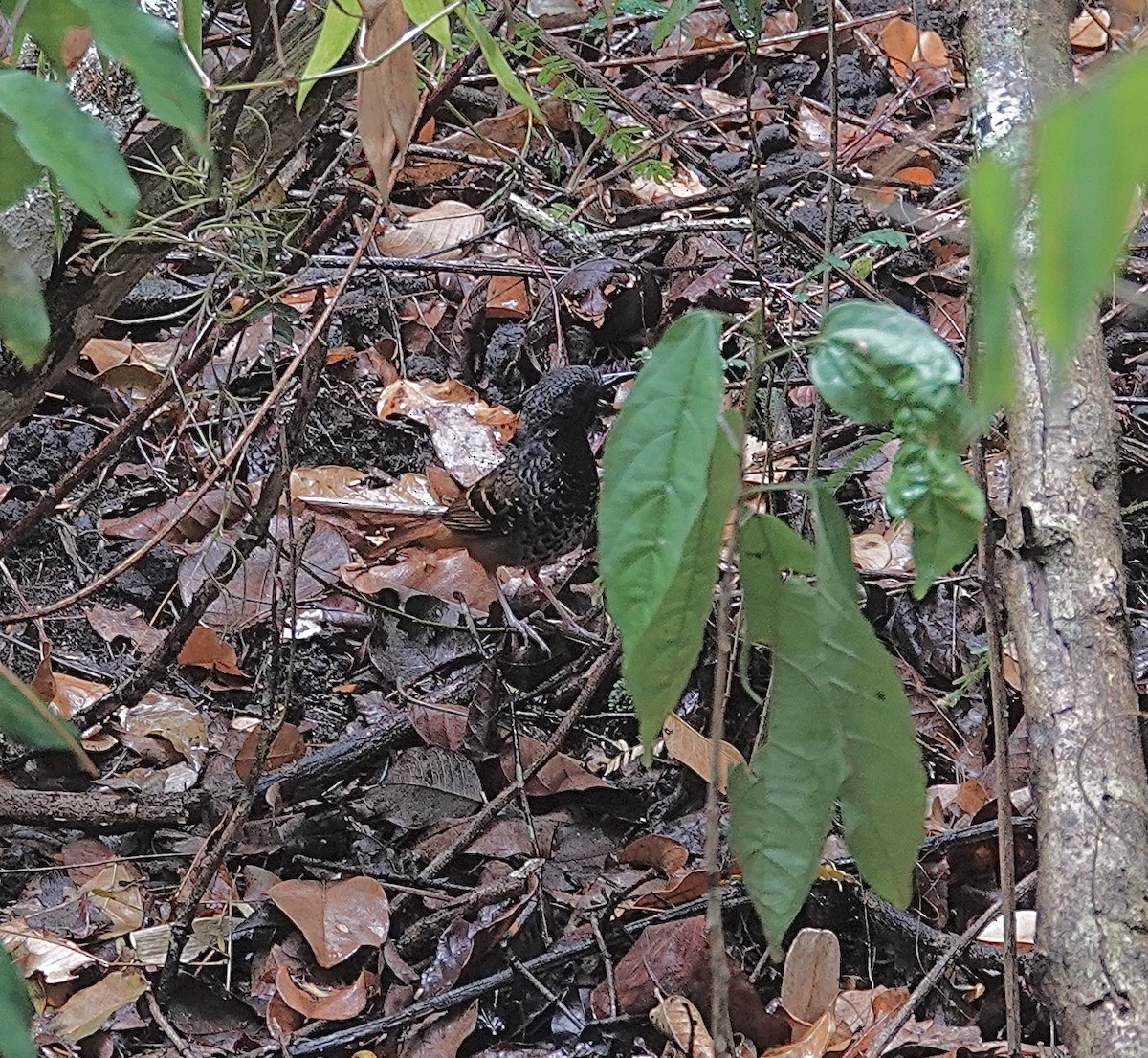 Scalloped Antbird - ML624352804