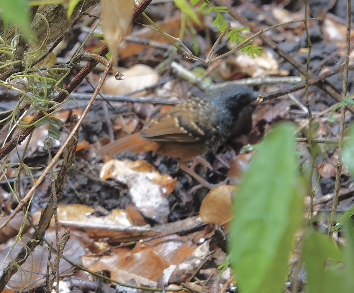 Scalloped Antbird - ML624352805