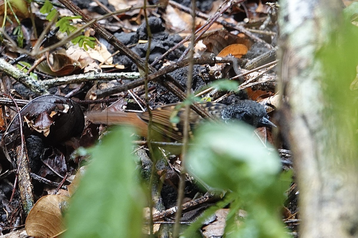 Scalloped Antbird - ML624352806