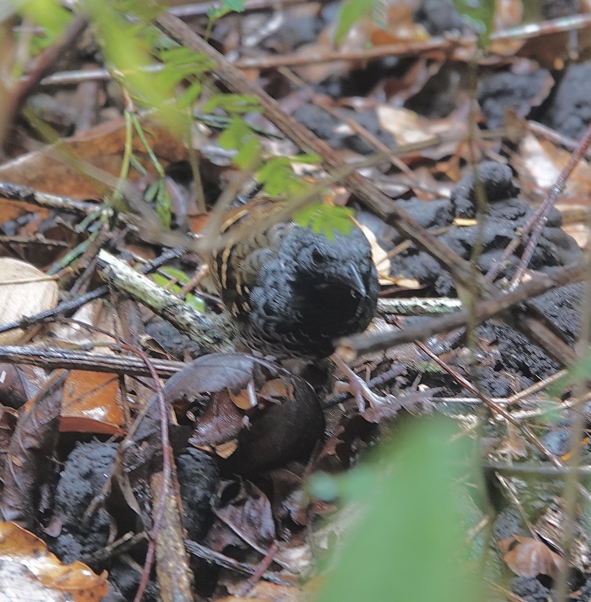 Scalloped Antbird - ML624352807