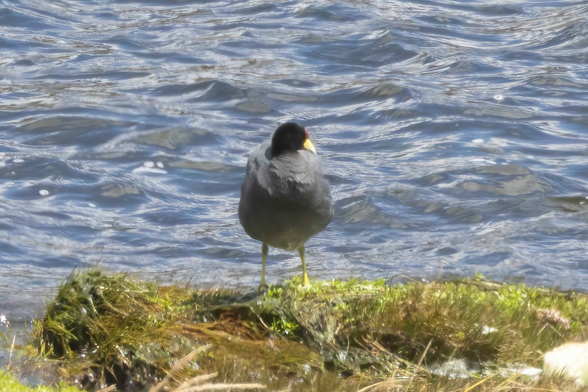 Slate-colored Coot - Fred Hochstaedter