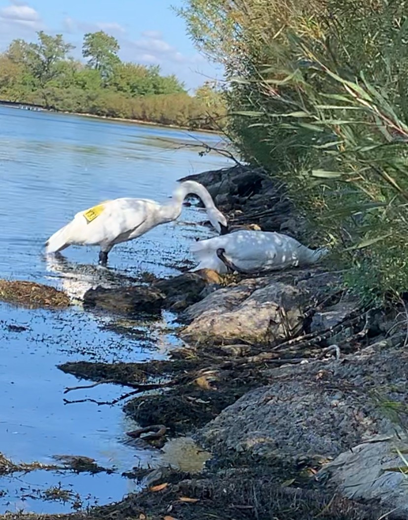 Trumpeter Swan - ML624354011