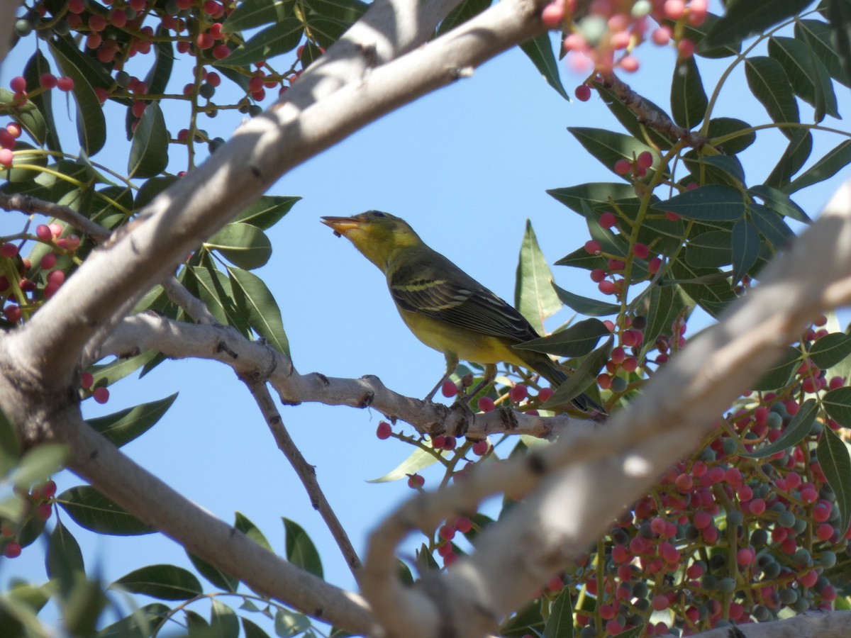 Western Tanager - Jeremy  Medina