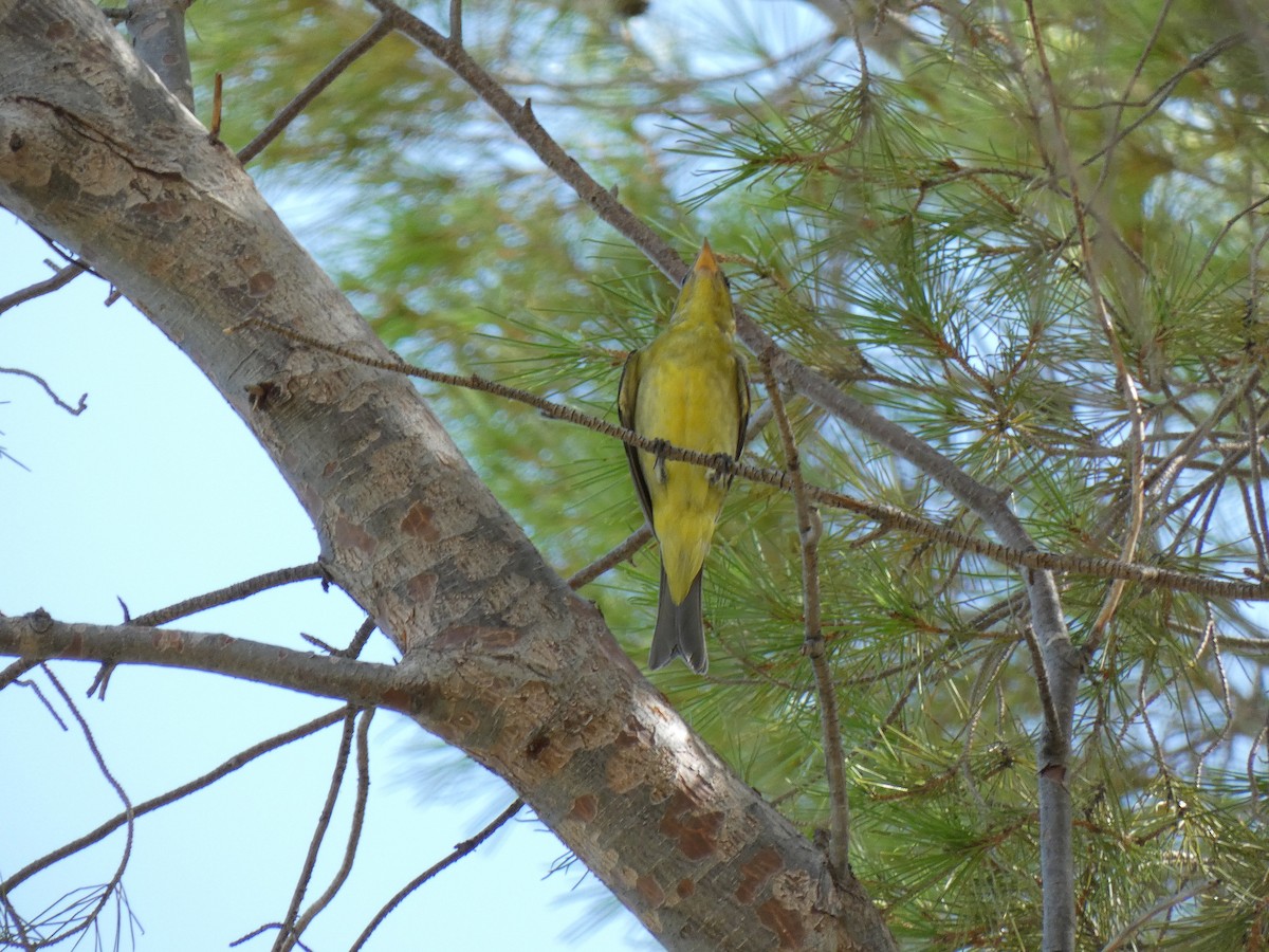 Western Tanager - Jeremy  Medina