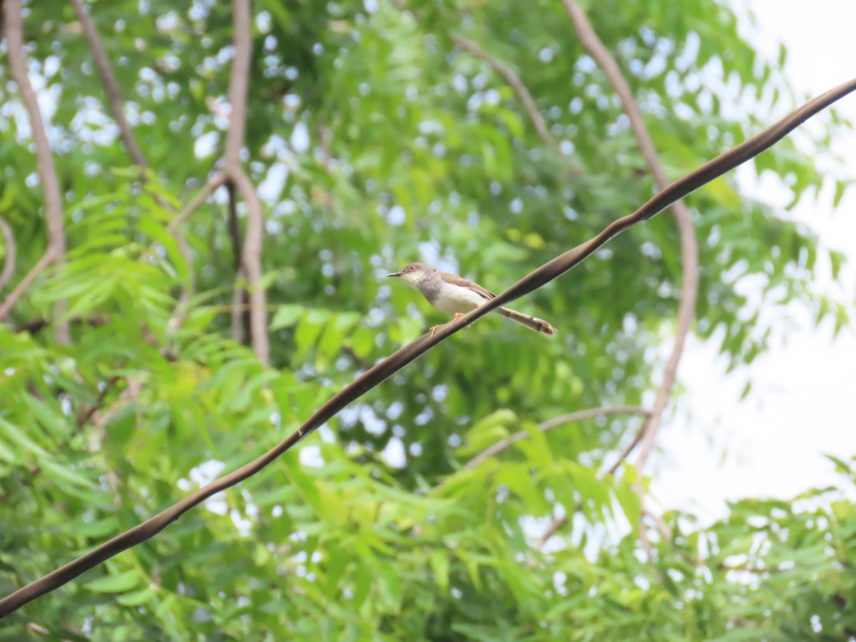 Gray-breasted Prinia - Shilpa Gadgil