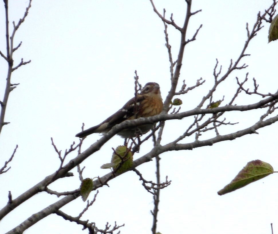 Rose-breasted Grosbeak - Martin Selzer