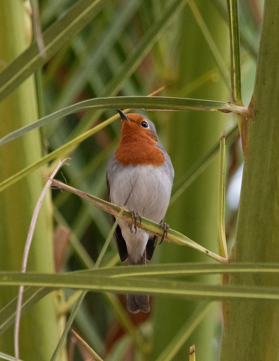 European Robin - Miguel Rodríguez Esteban