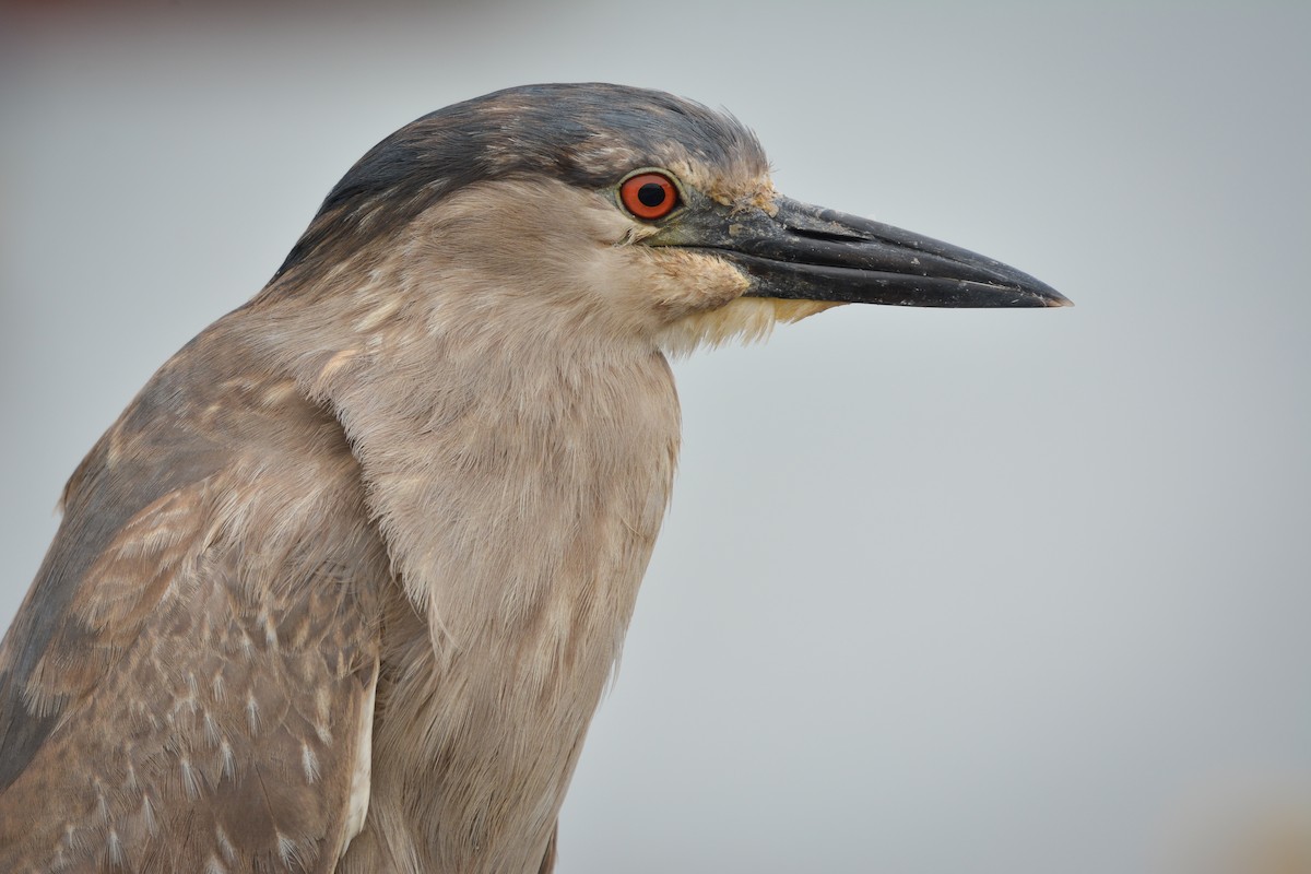 Black-crowned Night Heron - Pablo Gutiérrez Maier