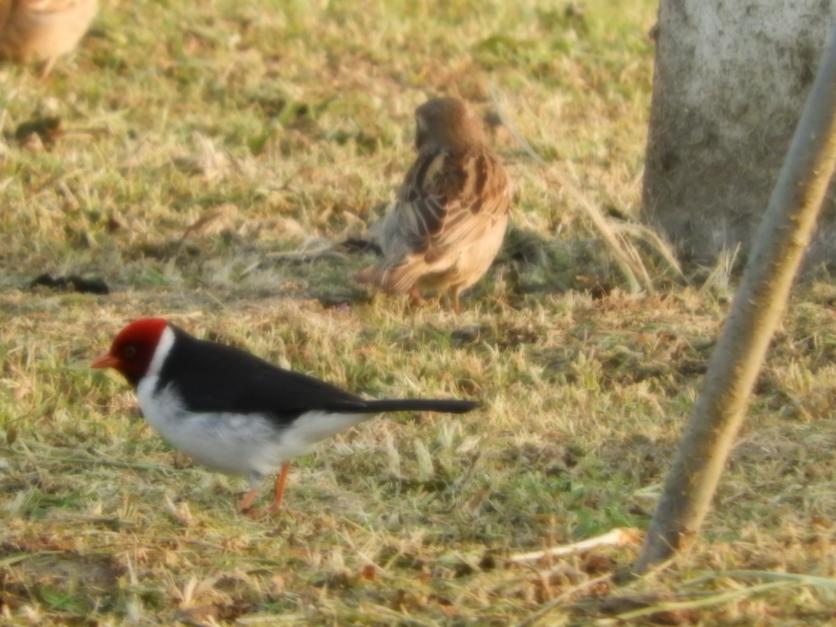 Yellow-billed Cardinal - ML624354135