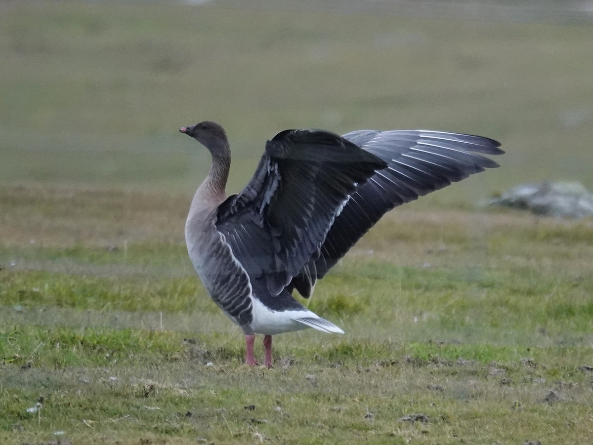 Pink-footed Goose - ML624354185