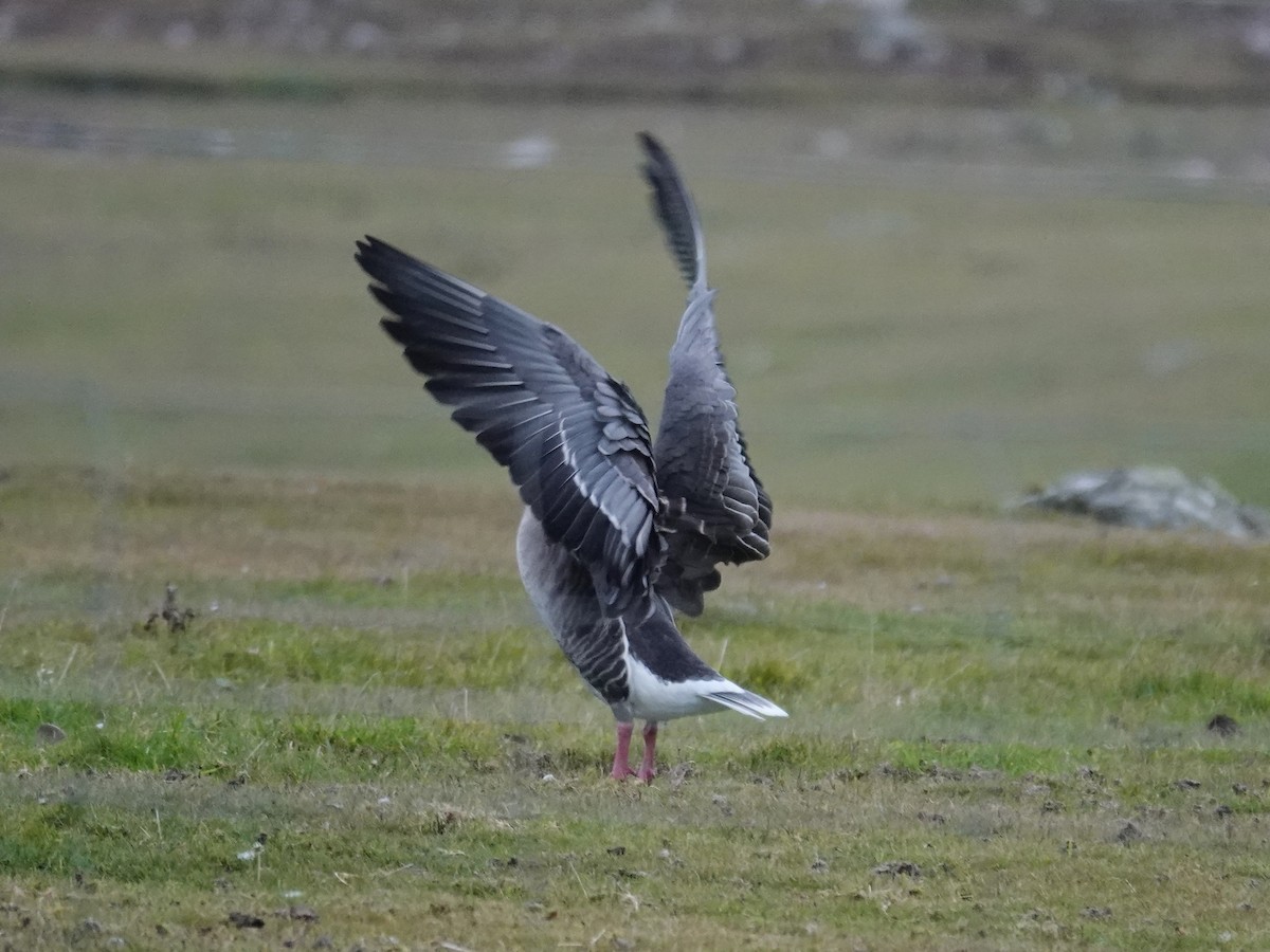 Pink-footed Goose - ML624354187