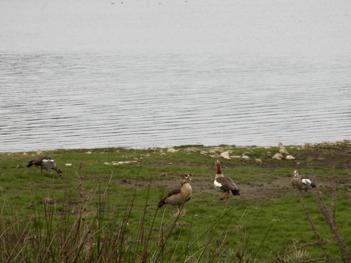 Nilgans - ML624354238