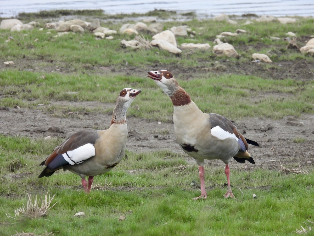 Nilgans - ML624354239