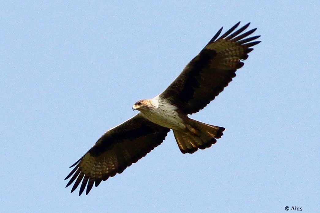 Bonelli's Eagle - ML624354277