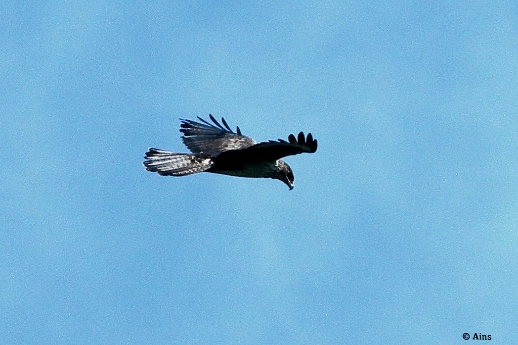 Bonelli's Eagle - ML624354278