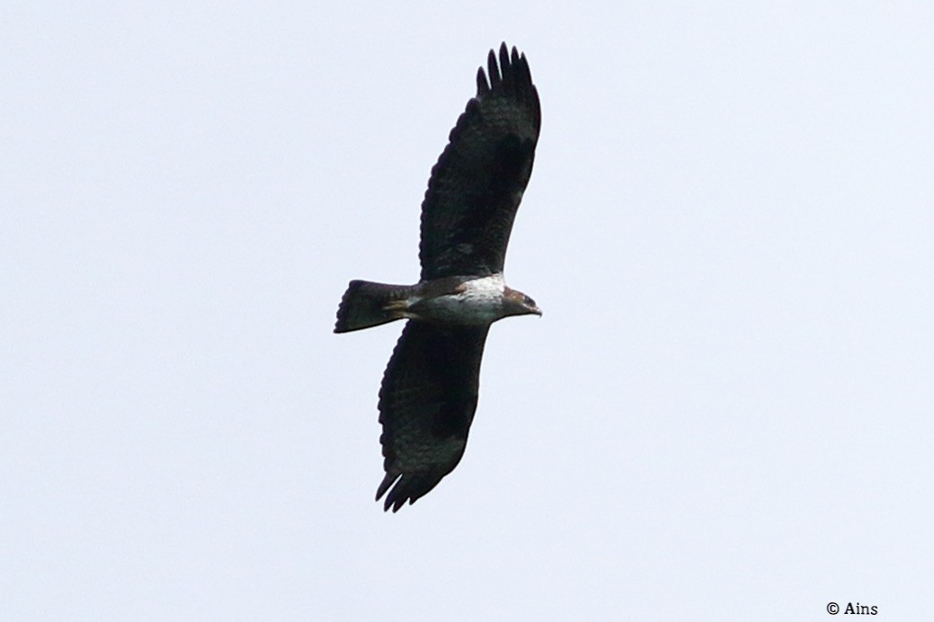 Bonelli's Eagle - ML624354279
